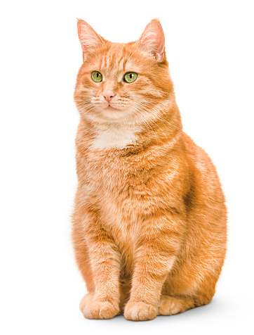 one ginger cat sitting on isolated white background