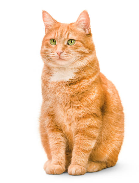 แมวขิงหนึ่งตัว - แมวส้ม ภาพสต็อ�ก ภาพถ่ายและรูปภาพปลอดค่าลิขสิทธิ์