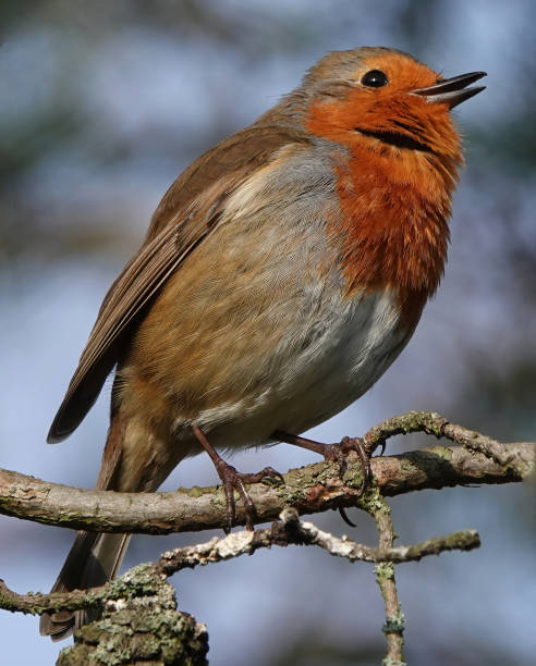 istock A beautiful low angle close-up shot of a robin perched on a tree branch singing in the morning sunlight. 1346250122