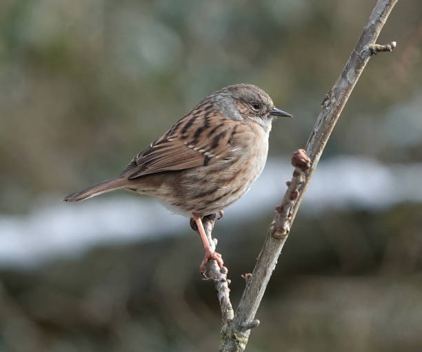 istock A delightful selective focus shot of a dunnock perching on a twig against a blurred background. 1346250311