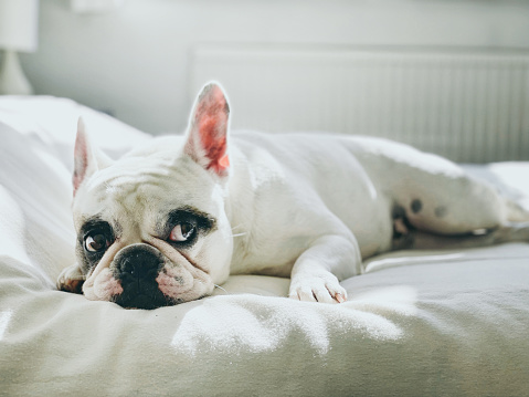Frenchie lying down on bed