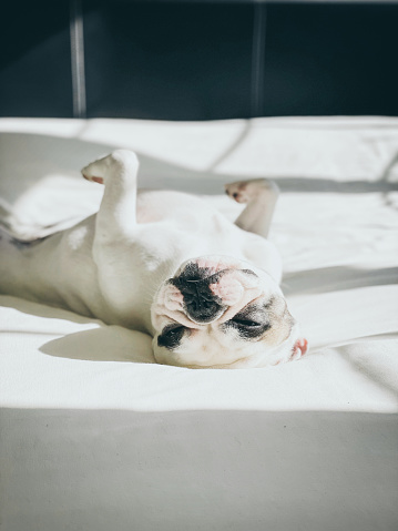 Frenchie dog sunbathing on human bed