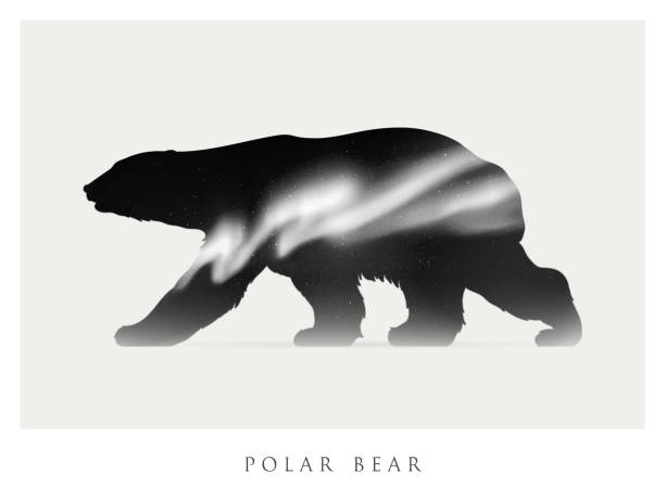 bärensilhouette - eisbär stock-grafiken, -clipart, -cartoons und -symbole