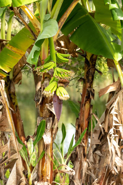 istock Fruiting banana tree produces in Southwestern Florida 1346253121