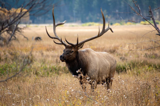 1,119 Rocky Mountain Elk Stock Photos, Pictures & Royalty-Free Images - iStock | Moose, Yellow-bellied marmot, White tail deer 1,119 Rocky Mountain Elk Stock Photos, Pictures & Royalty-Free Images - iStock | Moose, Yellow-bellied marmot, White tail deer