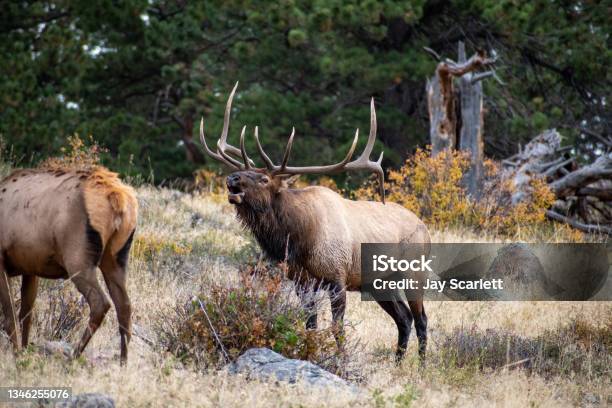 Bull Elk Bugling Stock Photo - Download Image Now - Elk, Bugling, Bull - Animal