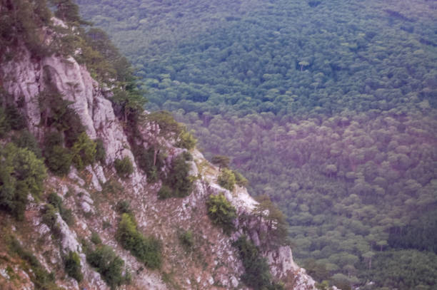 green forest at the mountains landscape