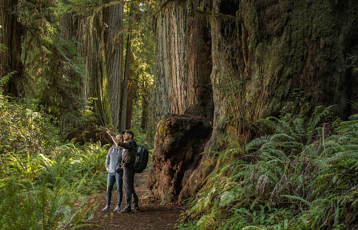 Turista explorando el bosque costero de secuoyas de California photo