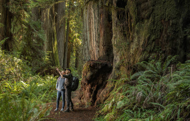 turista che esplora la foresta di sequoie costiere della california - lumber industry timber tree redwood foto e immagini stock