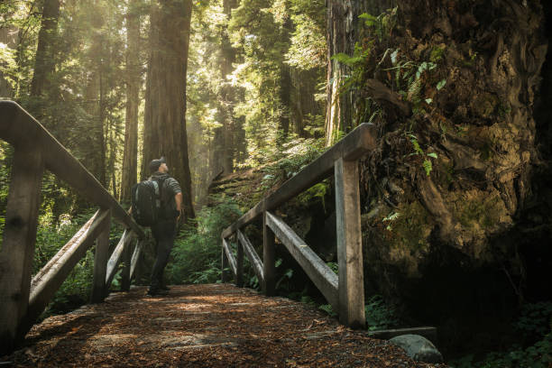 turista con mochila en el redwood forest trail - lumber industry timber tree redwood fotografías e imágenes de stock