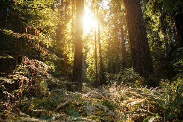 istock Sunny Dense Redwood Forest in Northern California 1346257755