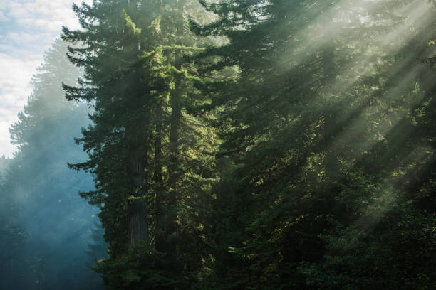 luce solare mattutina scenica nella foresta di sequoie - lumber industry timber tree redwood foto e immagini stock