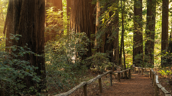 Sendero escénico de Redwood Forest photo