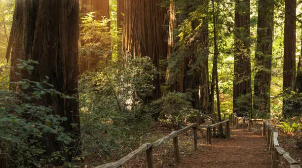 Northern California Redwood Forest Scenic Trail Path. Exploring Ancient Forest Theme.