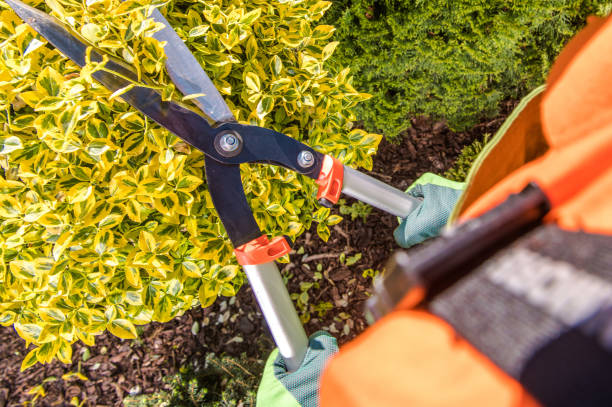 istock Gardener Plants Trimming Job 1346257861
