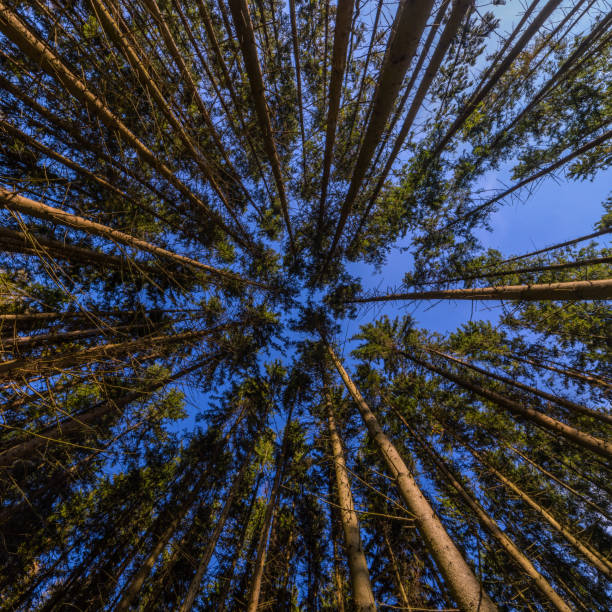 A dramatic upward view of a tall pine trunk reaching toward a bright blue sky, with a network of spreading branches. The image conveys nature, growth, height, and the calm, expansive feeling of being outdoors in a forest.