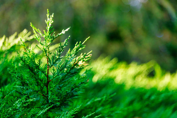 Picturesque photo of a summer park or forest with a meadow, grass and trees flooded with bright sunlight and glare. An atmosphere of natural state and harmony.