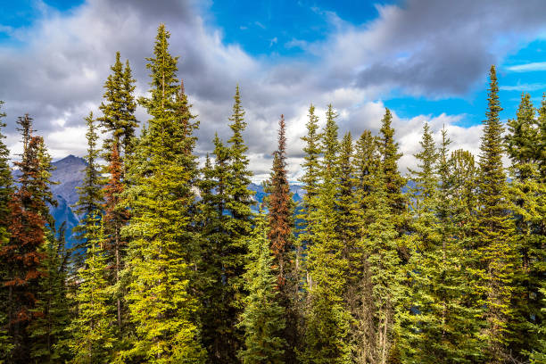 istock Bow Valley in Banff national park 1346259582