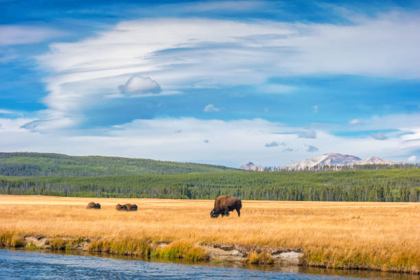 Bisons on a meadow in Yellowstone National Park in Wyoming, USA
