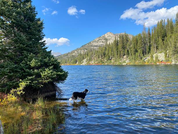 istock Dog at Lake 1346260419