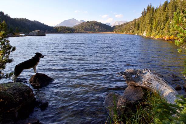 istock Dog at Lake 1346260427