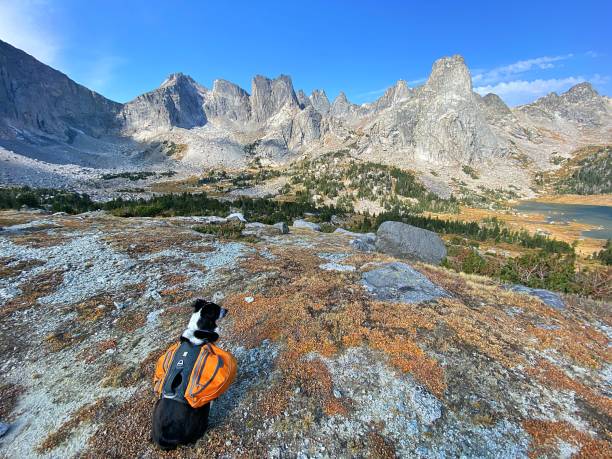 istock Dog at Lake 1346260547