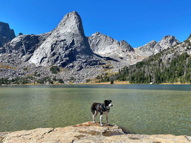 istock Dog at Lake 1346260565