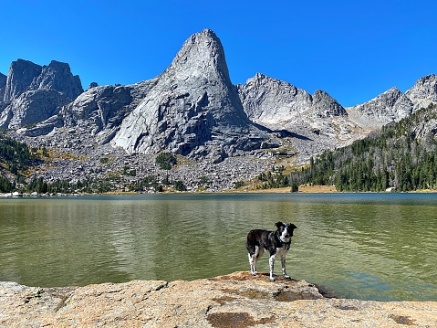 A Border Collie Mix contemplates one  of many pristine lakes in the Wind River Mountains of Wyoming.
