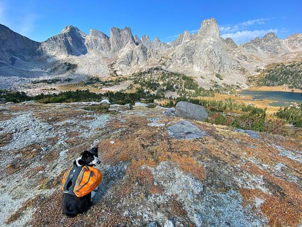 istock Dog at Lake 1346260600