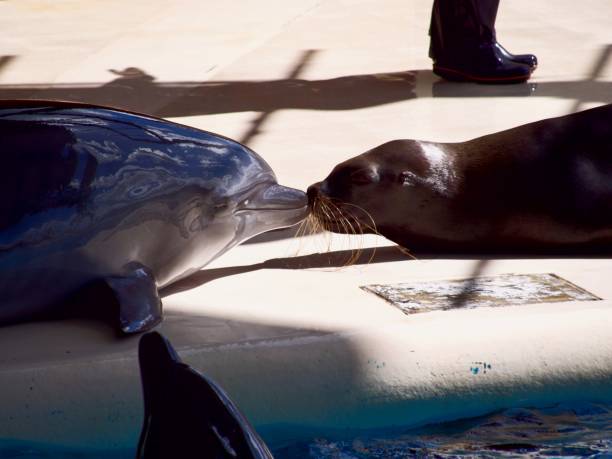 istock Dolphin and seal kiss 1346264051