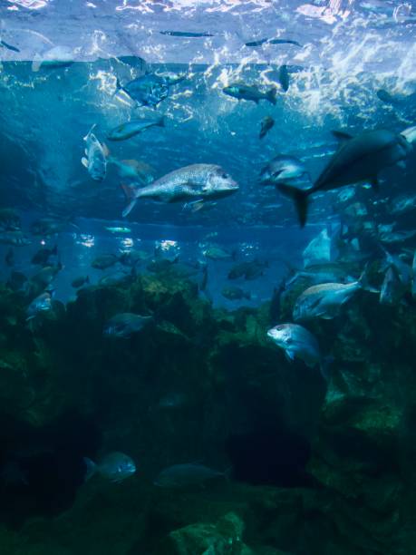 istock The ocean in a large fish tank 1346264103