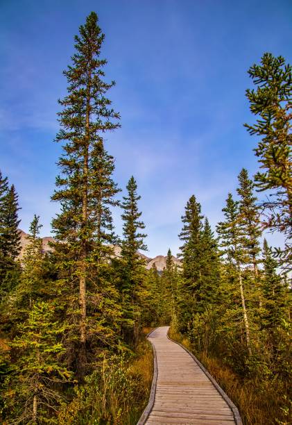 istock Walking Through A Treelined Park Boardwalk 1346264153