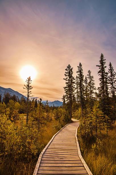 istock Sunrise Glow Over A Park Boardwalk 1346264164