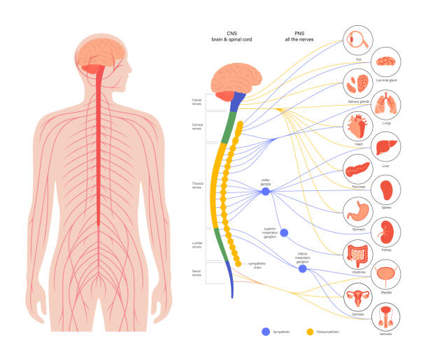 Autonomic Nervous System Stock Photos, Pictures & Royalty-Free Images -  iStock