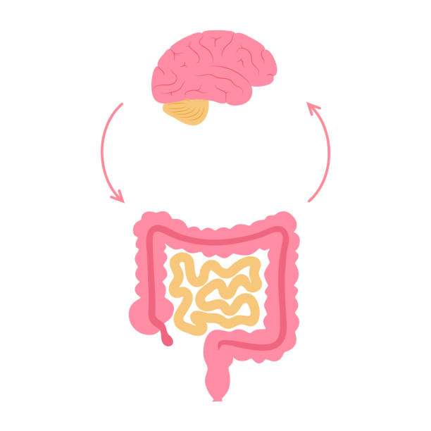 ilustraciones, imágenes clip art, dibujos animados e iconos de stock de conexión del cerebro intestinal - intestino