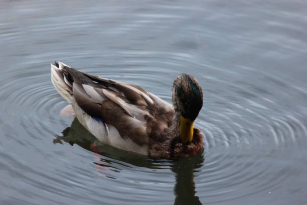 istock Graceful mallard duck swimming in deep water with ripples 1346265417