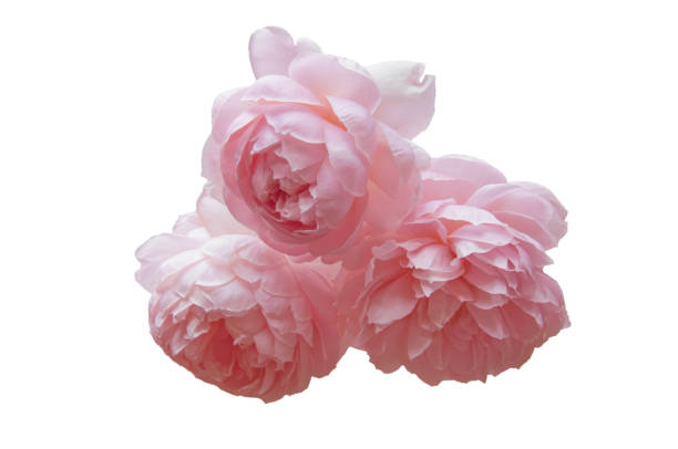 istock Three beautiful bright pink roses close up on white isolated background 1346266884