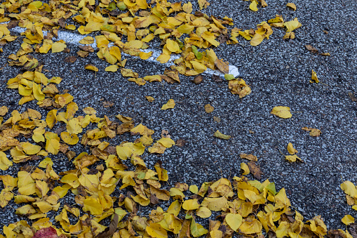 Bright yellow and brown fall leaves on a dark, wet asphalt surface, horizontal aspect
