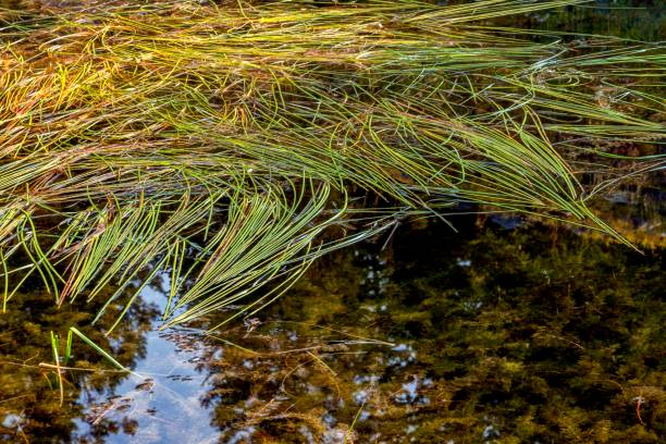 Autumn Grass Over Clear Water stock photo