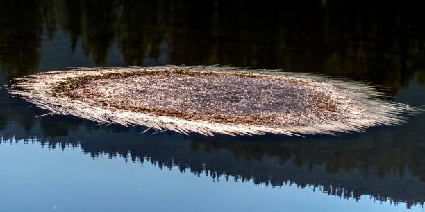 Autumn Grass on Bloomington Lake stock photo
