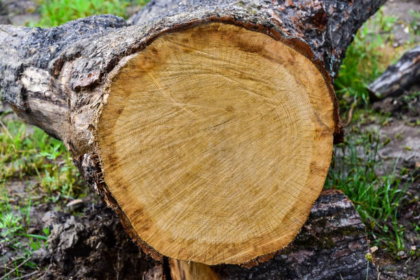 istock Sawn mature tree section with cracks and rings. Saw marks. Radial cracks. Wooden surface, texture. Close up view of wood core 1346269859