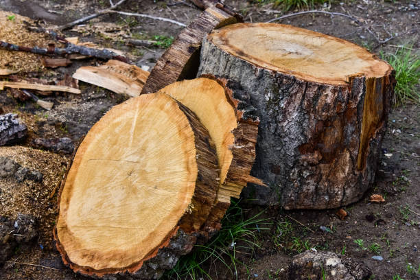 istock Sawn mature tree section with cracks and rings. Saw marks. Radial cracks. Wooden surface, texture. Close up view of wood core 1346269860