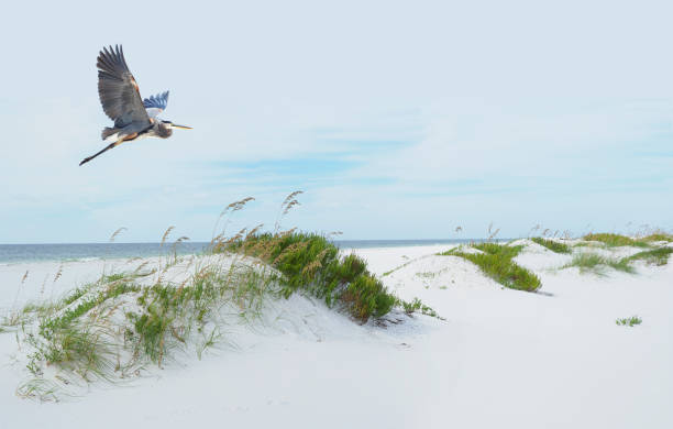 un grande airone blu vola su una bellissima spiaggia di sabbia bianca della florida - sand beach sand dune sea oat grass foto e immagini stock