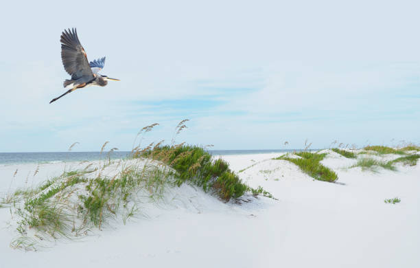 a great blue heron flies over a beautiful white sand florida beach - sand sea oat grass beach sand dune imagens e fotografias de stock