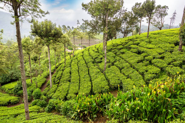 plantations de thé au sri lanka - nuwara eliya photos et images de collection