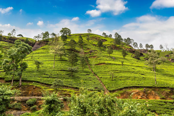 istock Tea plantations in Sri Lanka 1346274541
