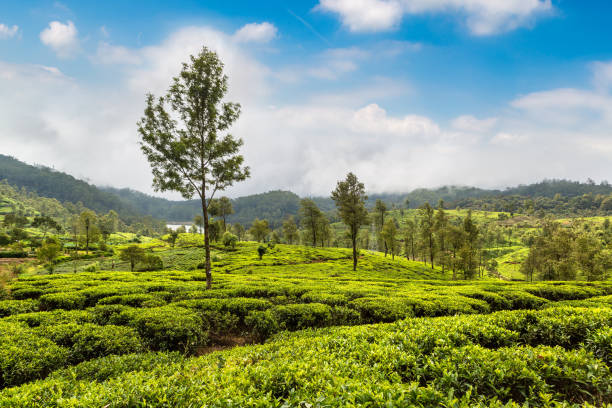 istock Tea plantations in Sri Lanka 1346274551