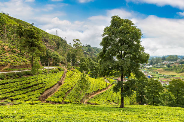 istock Tea plantations in Sri Lanka 1346274558