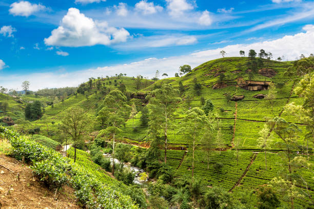 istock Tea plantations in Sri Lanka 1346274564