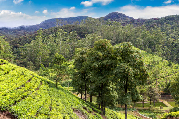 istock Tea plantations in Sri Lanka 1346274582